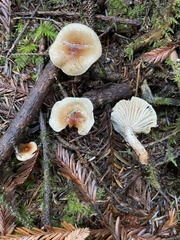Hygrophorus discoideus