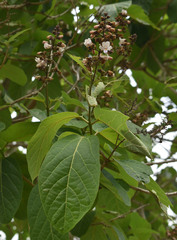 Gmelina dalrympleana