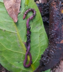Lumbricus rubellus