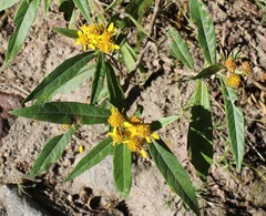 Verbesina virgata