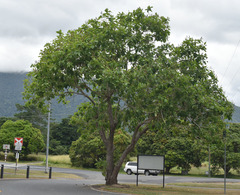 Gmelina dalrympleana