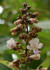 Gmelina dalrympleana