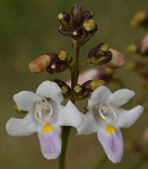 Gmelina dalrympleana