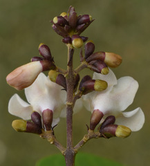 Gmelina dalrympleana