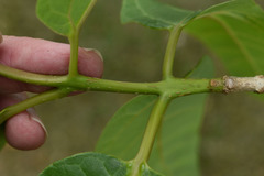 Gmelina dalrympleana