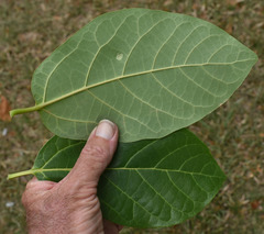 Gmelina dalrympleana