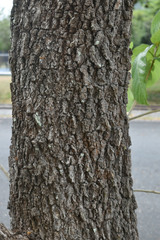 Gmelina dalrympleana