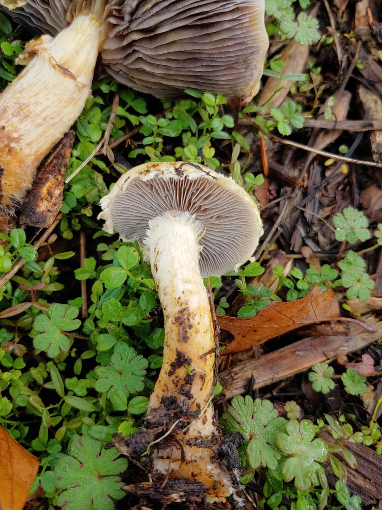 Mulch Maids from Portland, OR 97221, USA on November 28, 2021 at 1010