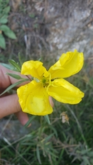 Oenothera elata hookeri
