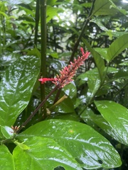 Odontonema cuspidatum