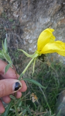 Oenothera elata hookeri