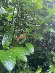 Odontonema cuspidatum