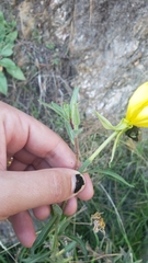 Oenothera elata hookeri