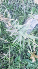 Oenothera elata hookeri