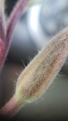 Oenothera elata hookeri