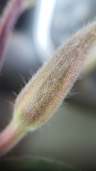 Oenothera elata hookeri