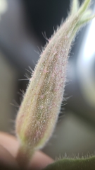 Oenothera elata hookeri