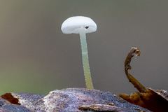 Strobilurus occidentalis