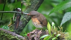 Grallaricula flavirostris