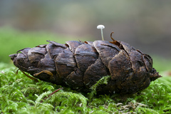 Strobilurus occidentalis