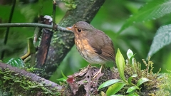 Grallaricula flavirostris