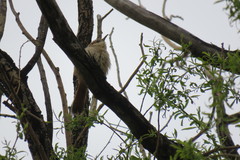 Phacellodomus striaticeps