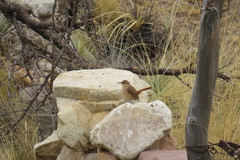 Ochetorhynchus andaecola