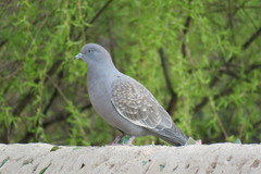 Patagioenas maculosa albipennis