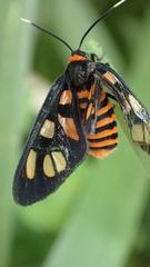 Amata trigonophora