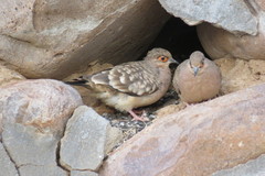 Bare-Faced Ground Dove photo 2