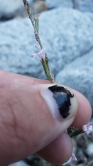 Stephanomeria paniculata