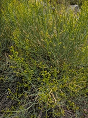 Gymnophyton isatidicarpum
