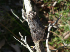 Agrotis munda