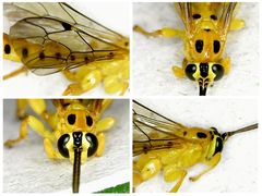 Xanthopimpla stemmator