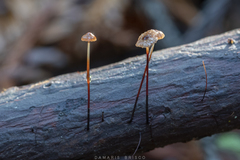 Paragymnopus sequoiae