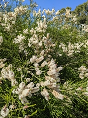 Melaleuca huegelii