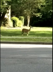 Odocoileus virginianus