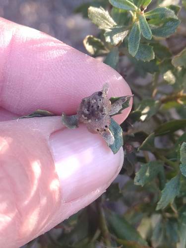 iNaturalist observation photo of Coyote Brush Bud Gall Midge