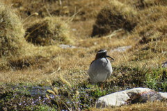 Phegornis mitchellii