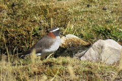 Phegornis mitchellii