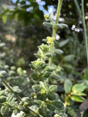 Galium obovatum