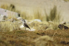 Muscisaxicola cinereus