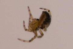 Araneidae