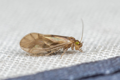 Valenzuela perplexus