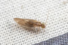 Valenzuela perplexus