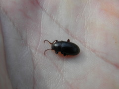 Nalassus dermestoides