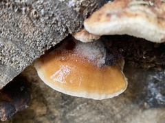 Amylocystis lapponica