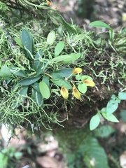 Specklinia
