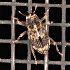 Acoptus suturalis