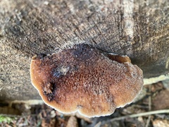 Amylocystis lapponica